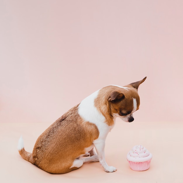 Chihuahua sentada linda con cupcake rosa