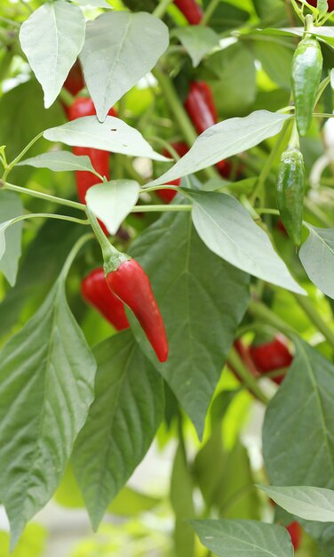 Chiles rojos