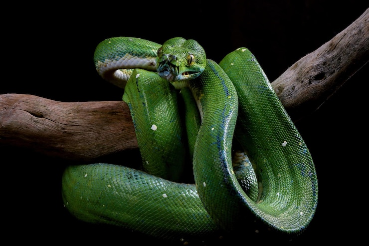 Foto gratuito chondropython viridis serpiente primer plano con fondo negro morelia viridis serpiente