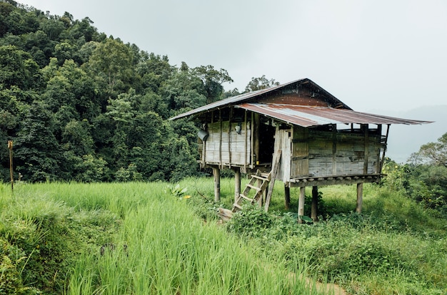 Choza en el campo de arroz en Tailandia