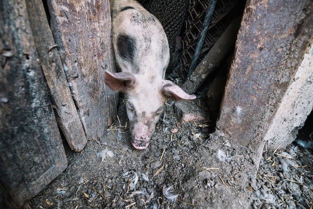 Un chupito de cerdo salía del corral.