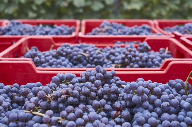 Chupito de uvas cosechadas en cajas rojas especiales