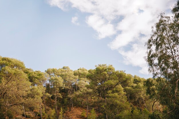 Cielo azul en naturaleza