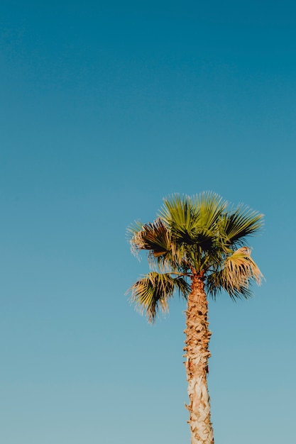 Cielo azul y una palmera