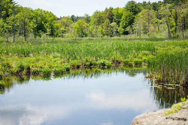 Cielo azul reflejado en un lago con plantas con árboles forestales