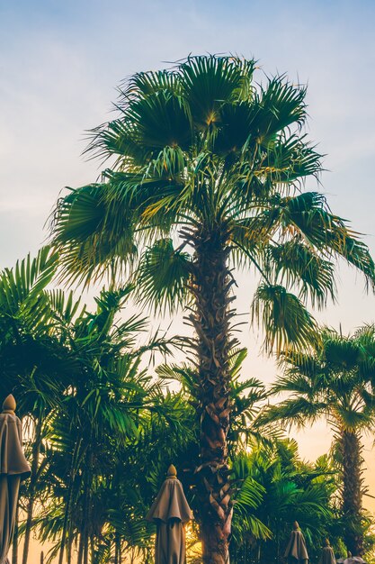 cielo de fondo paisaje de verano tropical