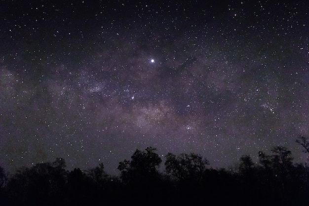 Cielo lleno de estrellas y siluetas de árboles debajo