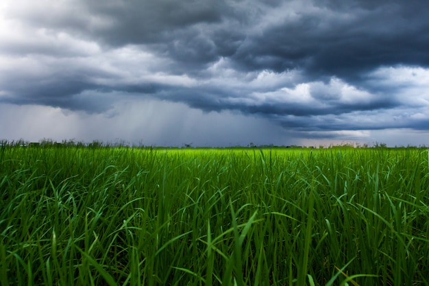 Cielo de tormenta de truenos nubes de lluvia en el campo de arroz ...