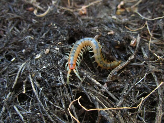 Ciempiés de bandas amarillas arrastrándose por el suelo