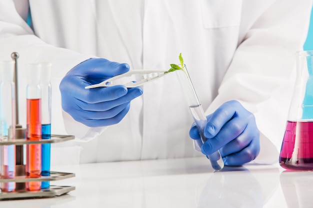 Ciencias de las plantas en laboratorio.