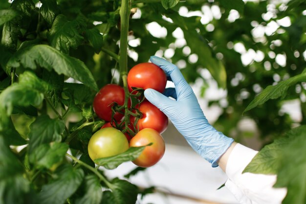 Científico de alimentos mostrando tomates en invernadero