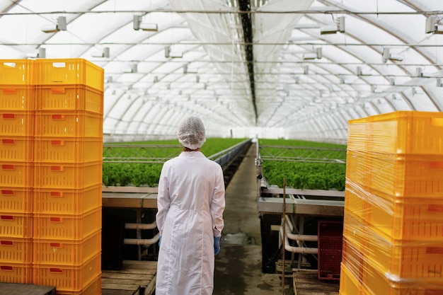 Científico investigando plantas y enfermedades en invernadero.