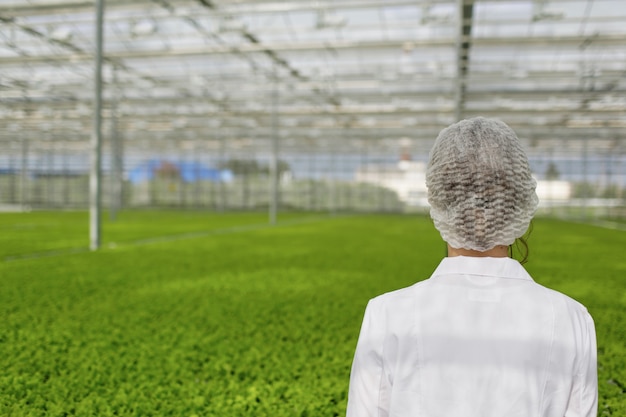 Foto gratuita científico investigando plantas y enfermedades en invernadero.