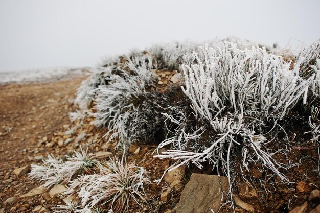 Cierra la hierba congelada en la roca de la montaña