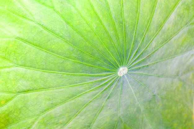 Semillas De Brotes De Loto Verde Y Hojas De Color Verde Subiendo Y