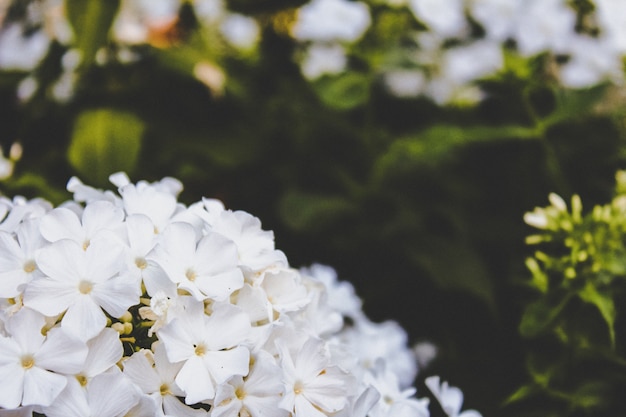 Cierre de flores blancas