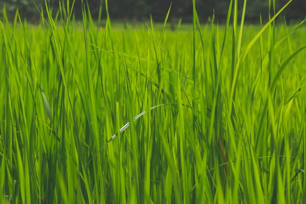 Cierre de hierba verde en un campo
