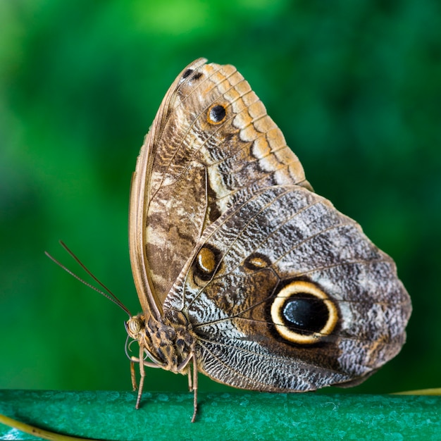 Cierre de mariposa de castaño con fondo borroso