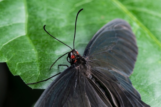 Cierre de mariposa negra con alas abiertas