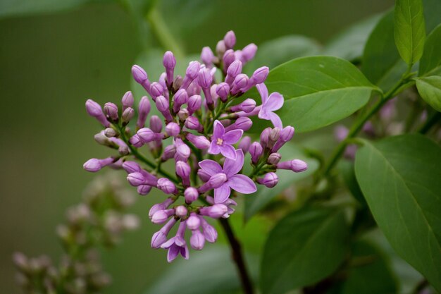 Cierre plano de lilas violetas con hojas