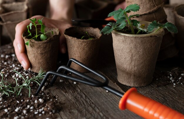 Cierre de plántulas de plantas