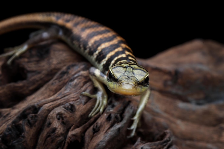 Foto gratuito cierre de skink de olivo en madera con fondo negro hermoso lagarto indonesio