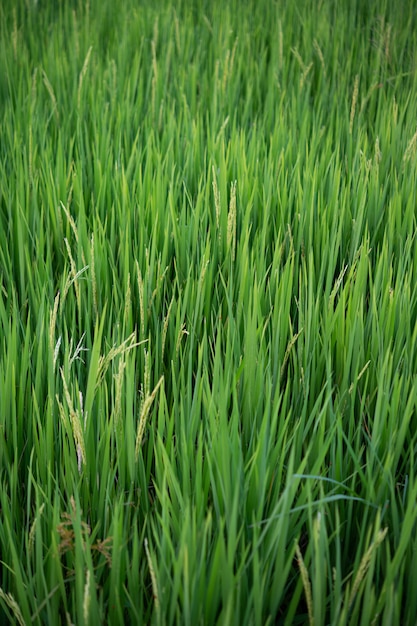 Ciérrese para arriba de campos de arroz de color verde amarillo.