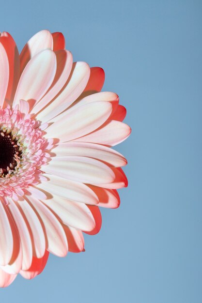 Ciérrese para arriba en la flor floreciente hermosa