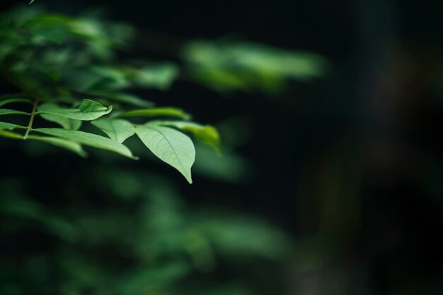 Ciérrese para arriba de hojas verdes en fondo borroso de la hoja.