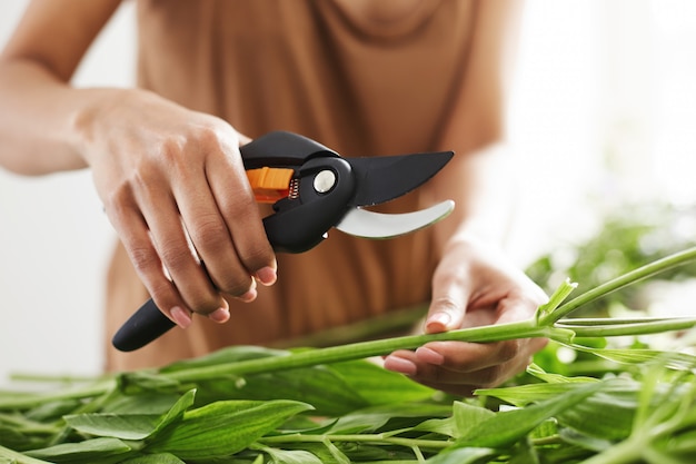 Ciérrese para arriba de las manos femeninas del florista que cortan tallos de la flor.