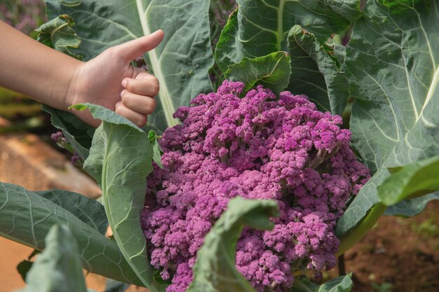 Ciérrese encima de granjero de la mano en jardín durante concepto del fondo de la comida del tiempo de mañana