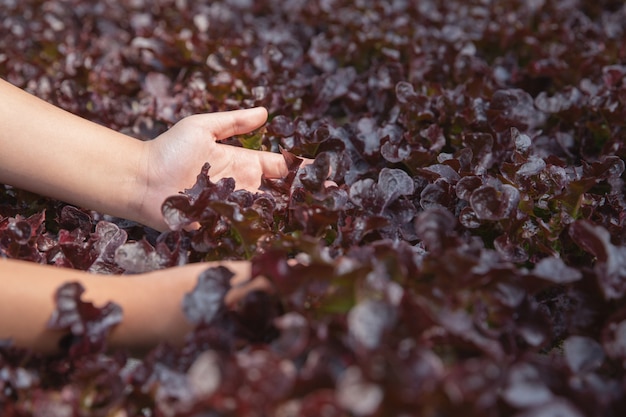 Foto gratuita ciérrese encima de granjero de la mano en jardín hidropónico durante fondo de la comida del tiempo de mañana