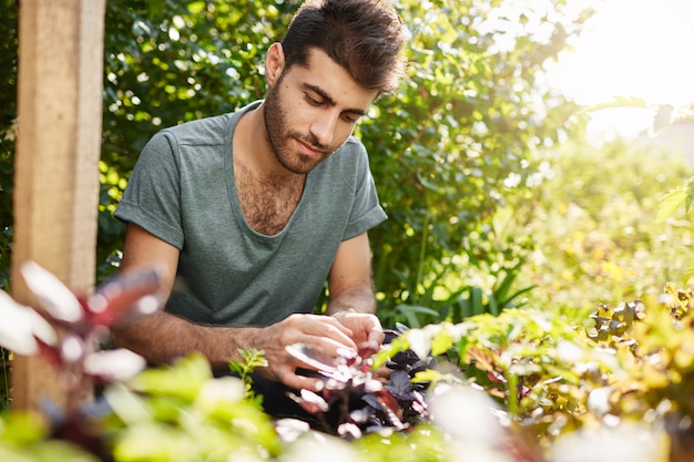 Ciérrese encima del retrato del hombre caucásico apuesto joven en la camiseta azul concentrada trabajando en su jardín del campo en día caluroso de verano. Jardinero pasando el día plantando verduras.