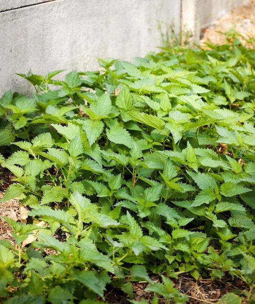 Ciertas especies de plantas que crecen junto a un muro de hormigón gris