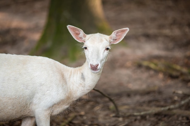 Ciervo albino caminando en el campo