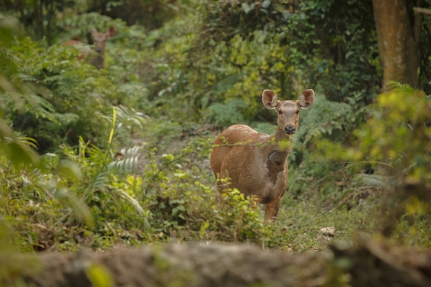 Ciervo cerdo en el bosque del Parque Nacional Kaziranga en Assam