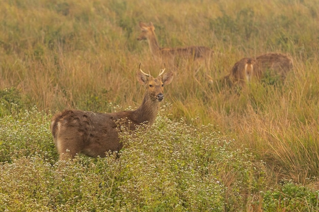 Ciervo cerdo en la pradera de kaziranga en assam