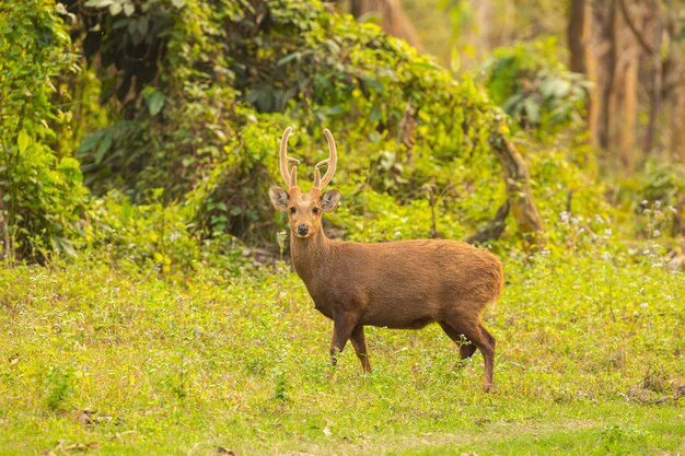 Ciervo cerdo en la pradera de kaziranga en assam