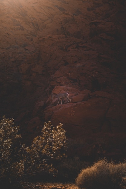Ciervo escalando una formación rocosa roja
