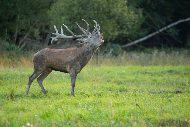 Ciervo rojo en el hábitat natural durante la rutina de los ciervos fauna europea