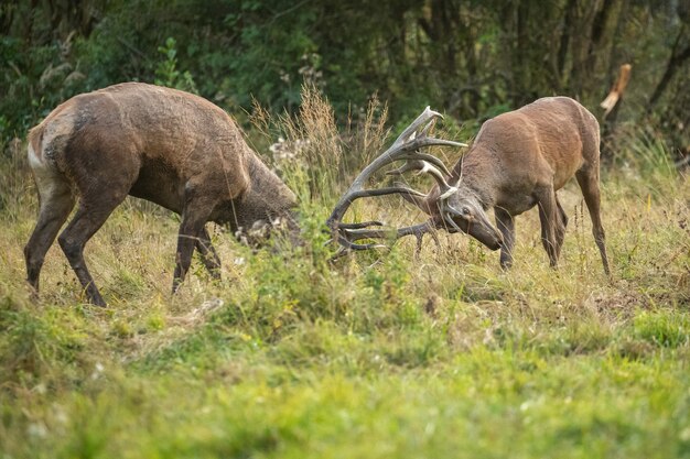 Ciervo rojo en el hábitat natural durante la rutina de los ciervos fauna europea