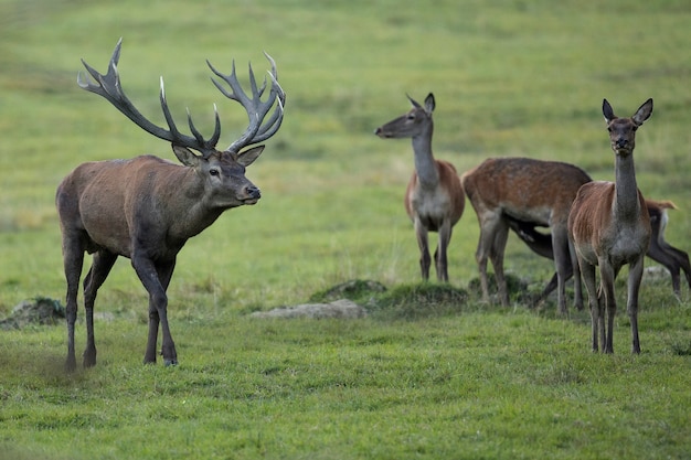 Ciervo rojo en el hábitat natural durante la rutina de los ciervos fauna europea