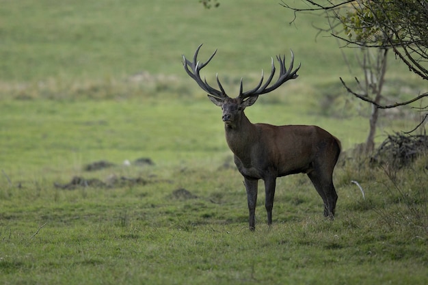 Ciervo rojo en el hábitat natural durante la rutina de los ciervos fauna europea