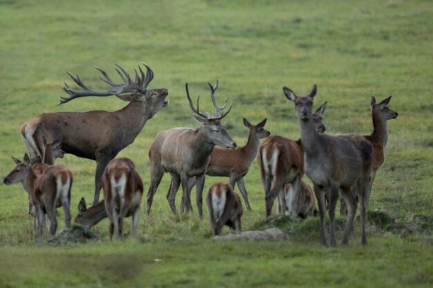 Ciervo rojo en el hábitat natural durante la rutina de los ciervos fauna europea