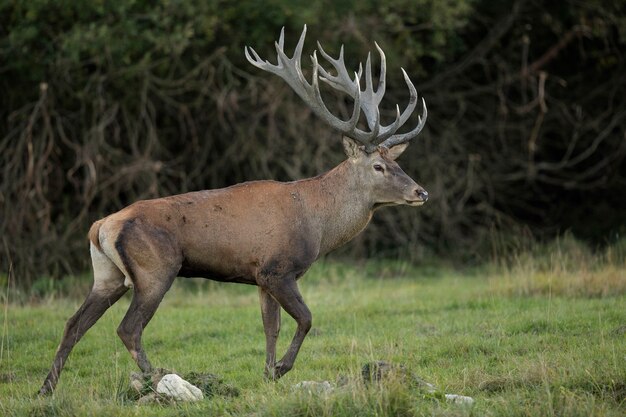 Ciervo rojo en el hábitat natural durante la rutina de los ciervos fauna europea