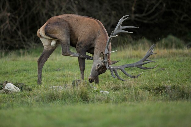 Ciervo rojo en el hábitat natural durante la rutina de los ciervos fauna europea