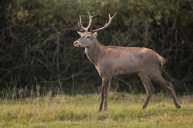 Ciervo rojo en el hábitat natural durante la rutina de los ciervos fauna europea