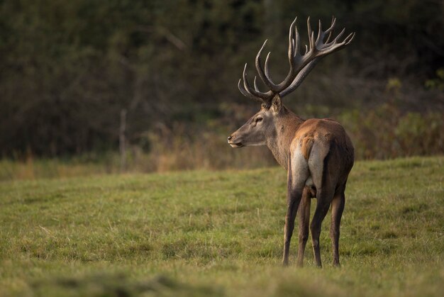 Ciervo rojo en el hábitat natural durante la rutina de los ciervos fauna europea