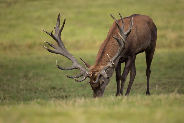 Ciervo rojo en el hábitat natural durante la rutina de los ciervos fauna europea