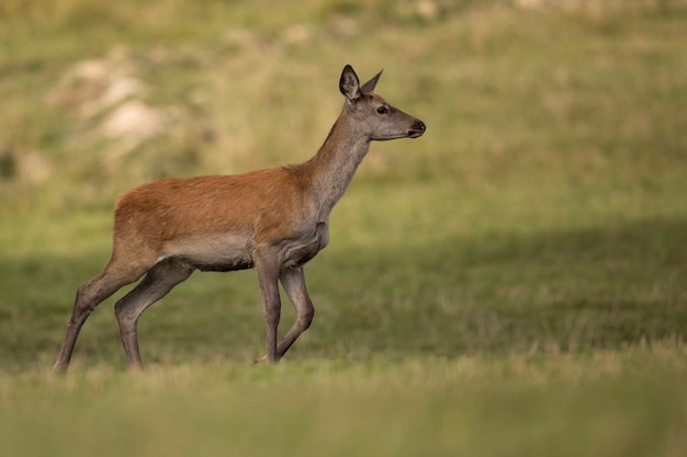 Ciervo rojo en el hábitat natural durante la rutina de los ciervos fauna europea